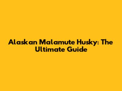 Alaskan Malamute Husky: The Ultimate Guide