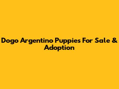 Dogo Argentino Puppies For Sale & Adoption