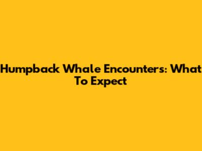 Humpback Whale Encounters: What To Expect