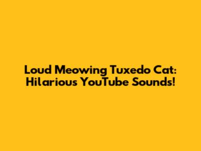 Loud Meowing Tuxedo Cat: Hilarious YouTube Sounds!