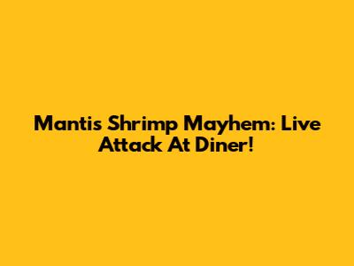 Mantis Shrimp Mayhem: Live Attack At Diner!