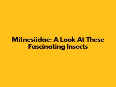 Milnesiidae: A Look At These Fascinating Insects