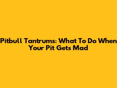 Pitbull Tantrums: What To Do When Your Pit Gets Mad