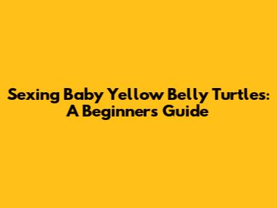 Sexing Baby Yellow Belly Turtles: A Beginner's Guide