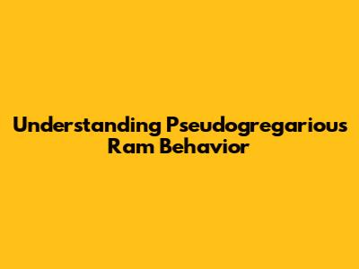 Understanding Pseudogregarious Ram Behavior